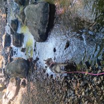 Service promeneur chien