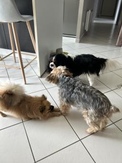 Service chien