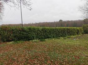 Service entretien espace vert