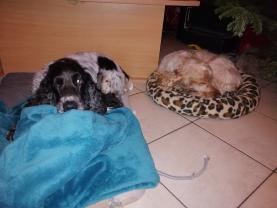 Service chien