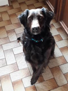 Service chien