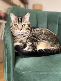 Service garde animaux