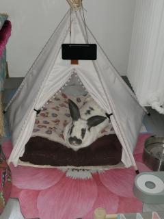 Service garde animaux