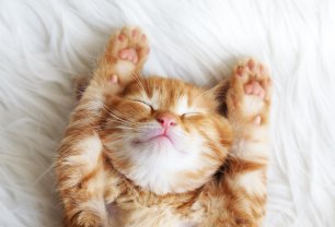 Service garde animaux