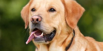 Service chien