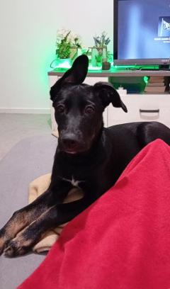 Service chien