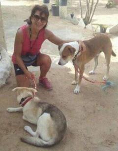 Service promeneur chien