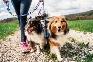 Service promeneur chien