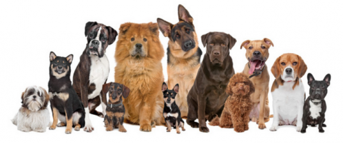 Service chien
