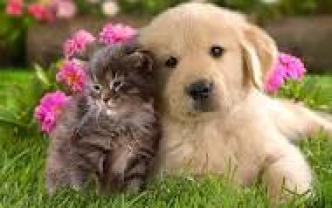 Service garde animaux
