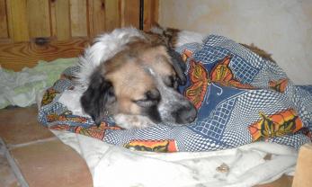 Service chien
