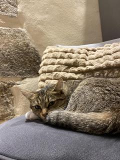 Service garde animaux