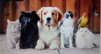 Service garde animaux
