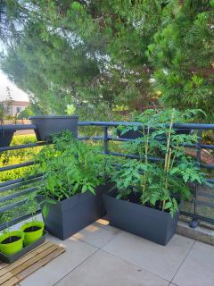 Location jardin potager