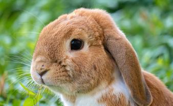 Service garde lapin
