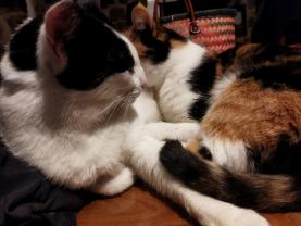 Service garde animaux