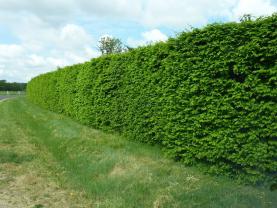 Location taille haie