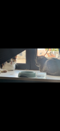 Service chat