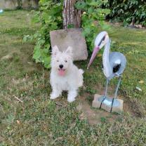 Service garde animaux