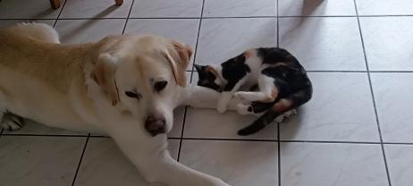Service chien