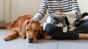 Service garde animaux