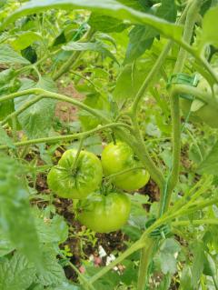Location jardin potager