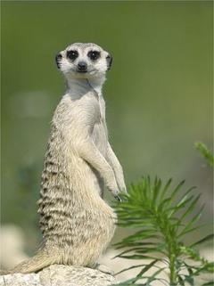 Service garde animaux