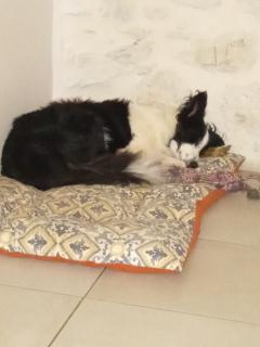 Service chien