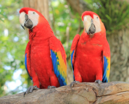 Service oiseaux