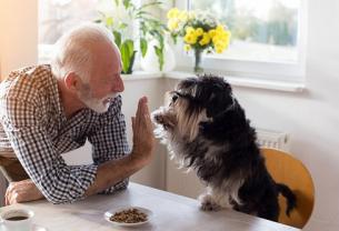 Service chien