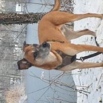 Service chien