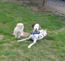 Service promeneur chien