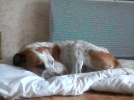 Service chien