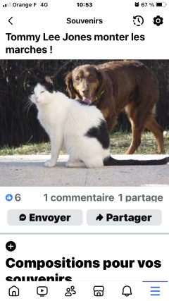 Service promeneur chien