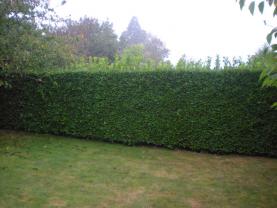 Location taille haie