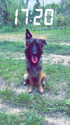 Service garde animaux