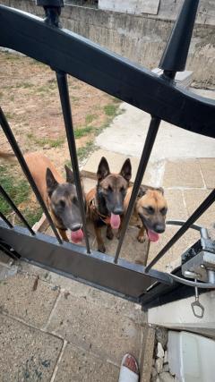 Service promeneur chien