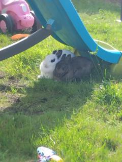 Service garde lapin