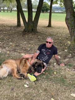 Service chien