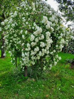 Service entretien jardin