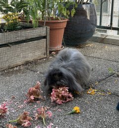 Service garde lapin