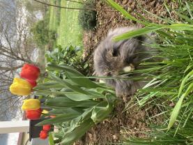 Service garde lapin
