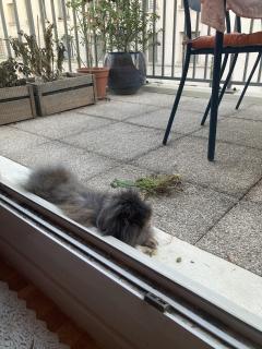 Service garde lapin