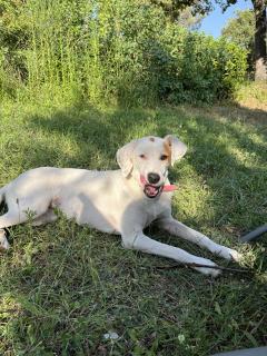 Service garde animaux