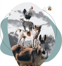 Service garde animaux