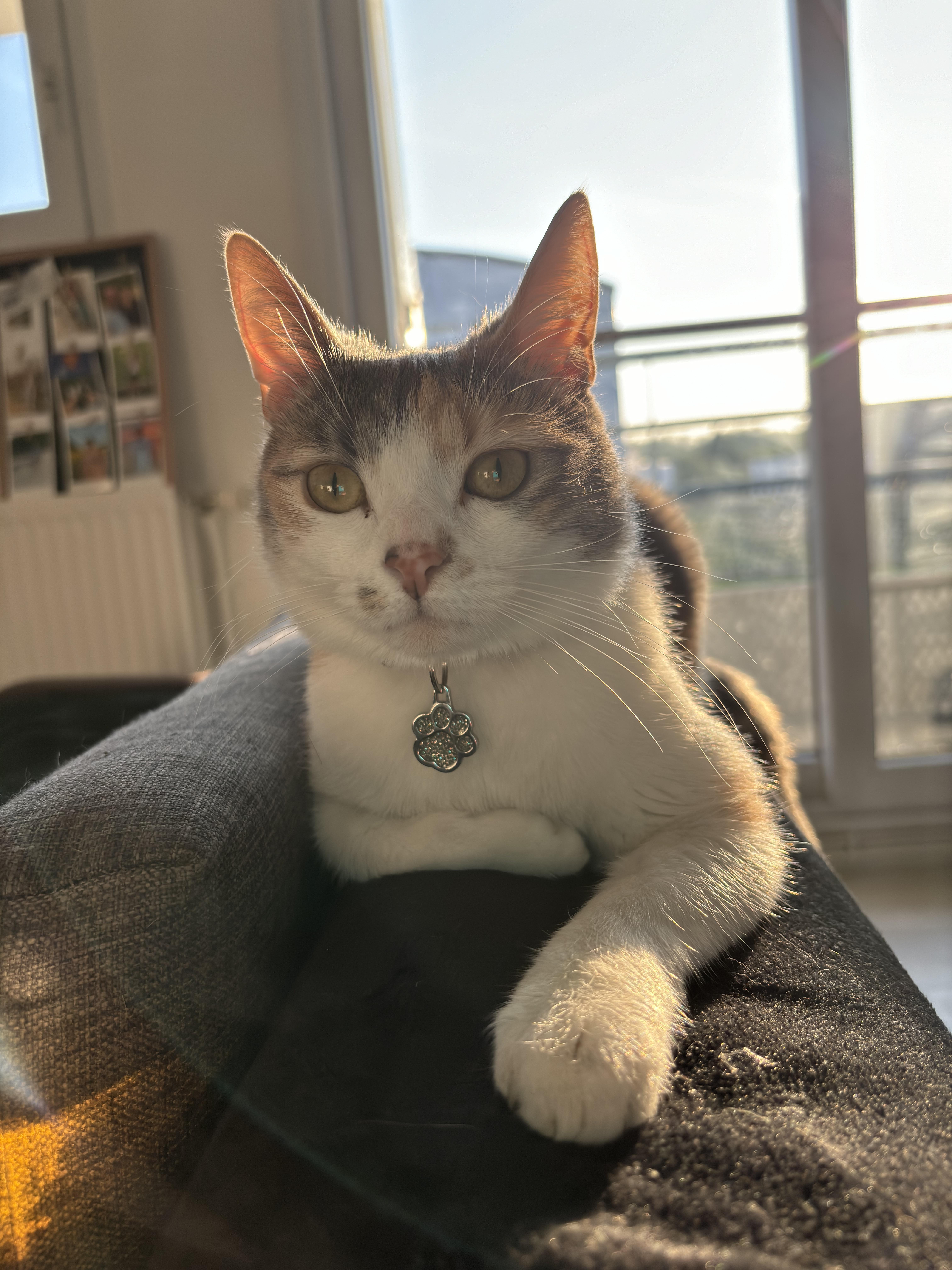 Service garde animaux