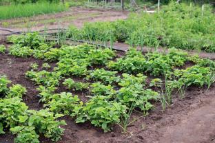 Location jardin potager