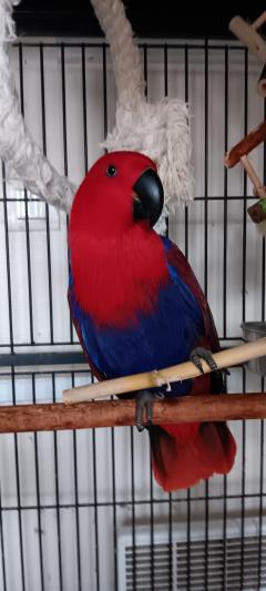 Service oiseaux