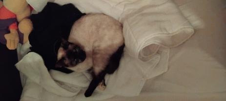 Service garde animaux