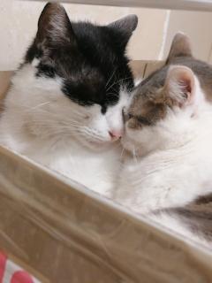 Service garde animaux